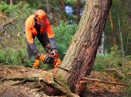 Best Utility Line Clearance  in Diboll, TX