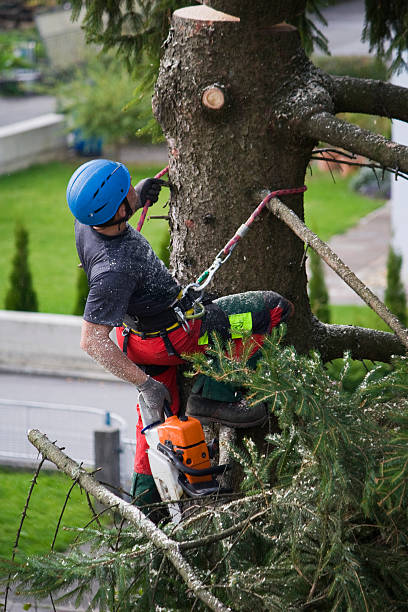 Trusted Diboll, TX Tree Removal Experts