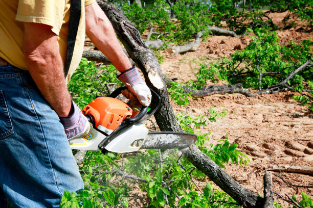 Best Fruit Tree Pruning  in Diboll, TX